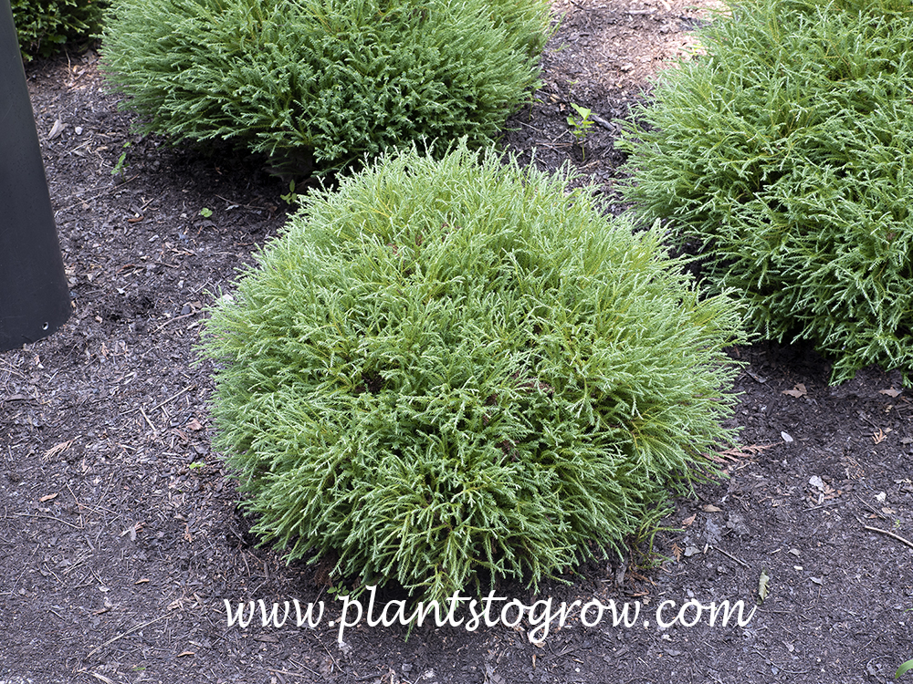 Pancake Arborvitae (Thuja occidentalis Concesarini)